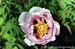 Rockii Peony: LING NAN YU HUANG